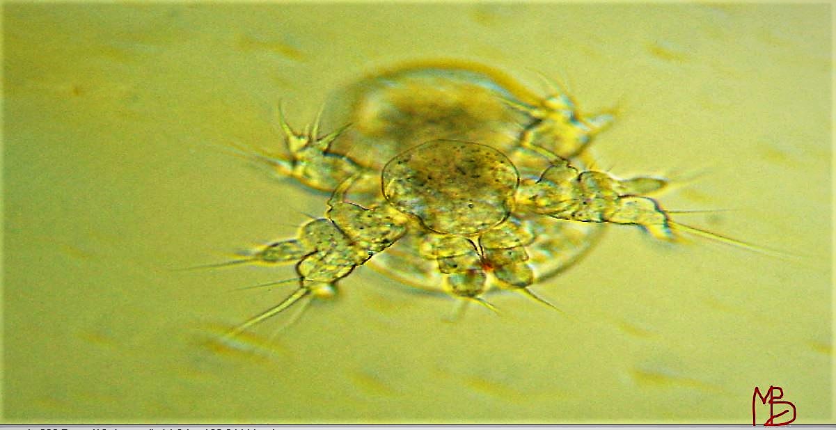 Nauplius di Copepoda uscente dall''uovo.